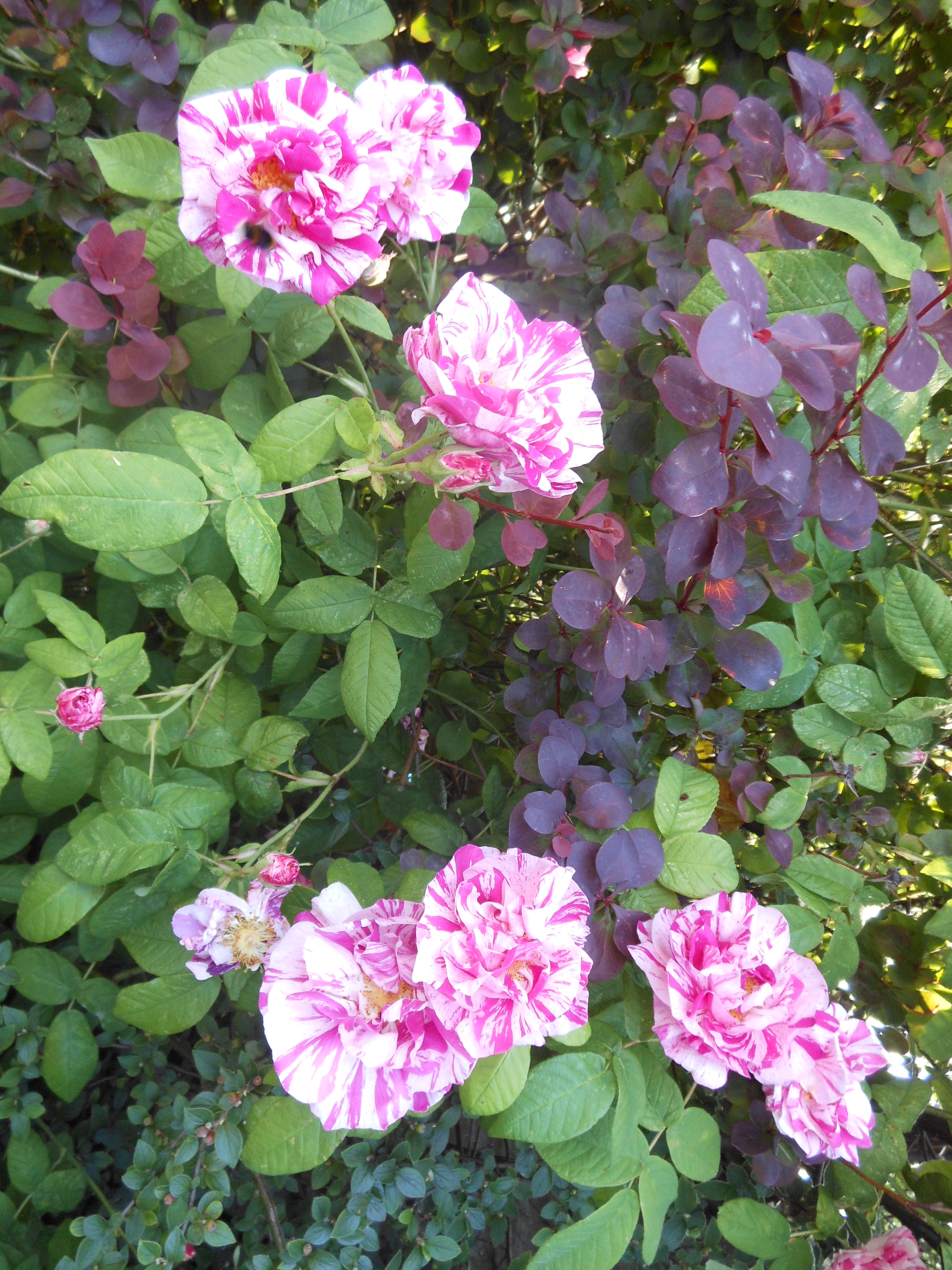 Well Dressings Bakewell